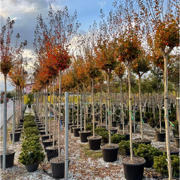 Kínai selyemmirtusz   LAGERSTROEMIA INDICA ROSSO T200 10/12 K35