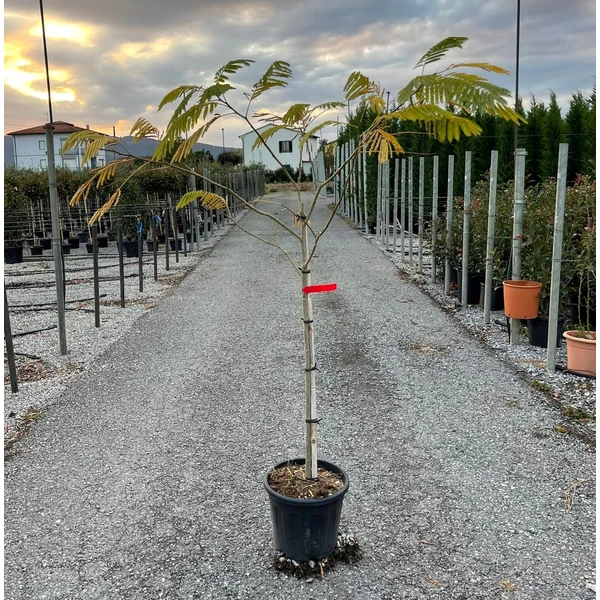 Selyemakác    ALBIZIA JULIBRISSIN T1/2 K18