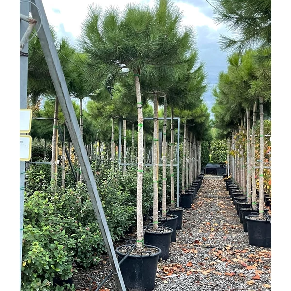 Mandulafenyő    PINUS PINEA T200 14/16 K50