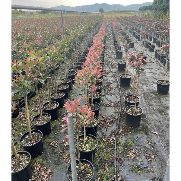 Örökzöld korallberkenye   PHOTINIA FRASERI PINK MARBLE T1/4 K10