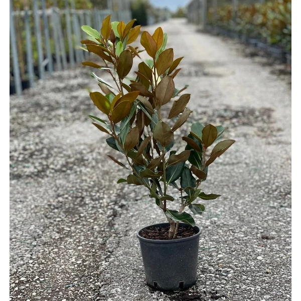 Örökzöld liliomfa   MAGNOLIA GRANDIFLORA GALLISONIENSIS PRAECOX 60/+ K5