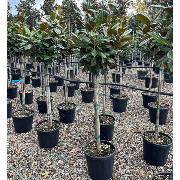 Örökzöld liliomfa   MAGNOLIA GRANDIFLORA GALLISONIENSIS T1/2 K25