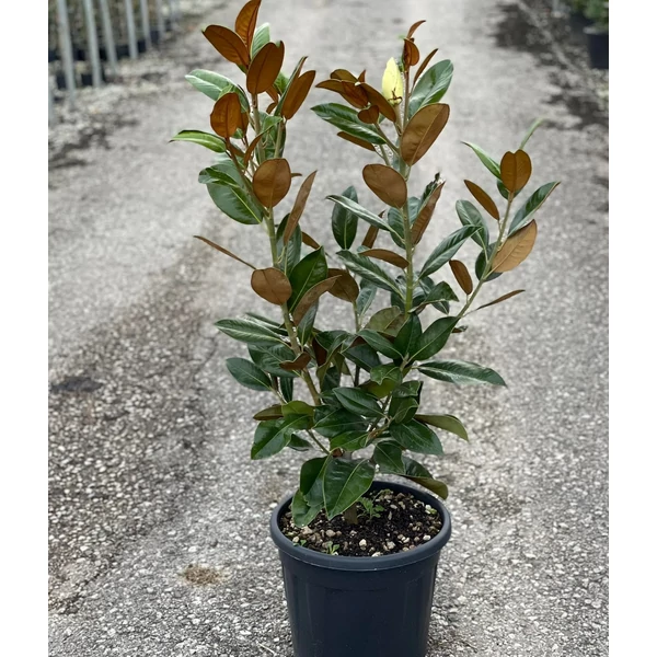 Örökzöld liliomfa   MAGNOLIA GRANDIFLORA GALLISONIENSIS PRAECOX 100/125 K18