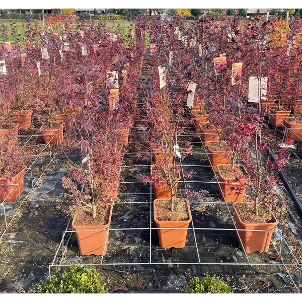 Japán juhar   ACER PALMATUM LITTLE RED 100/125 K14