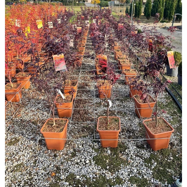 Japán juhar   ACER PALMATUM SHAINA 100/125 K14