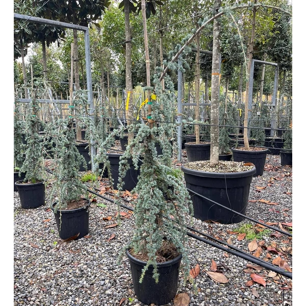 Kék csüngő atlasz cédrus CEDRUS ATLANTICA GLAUCA PENDULA 100/125 K30