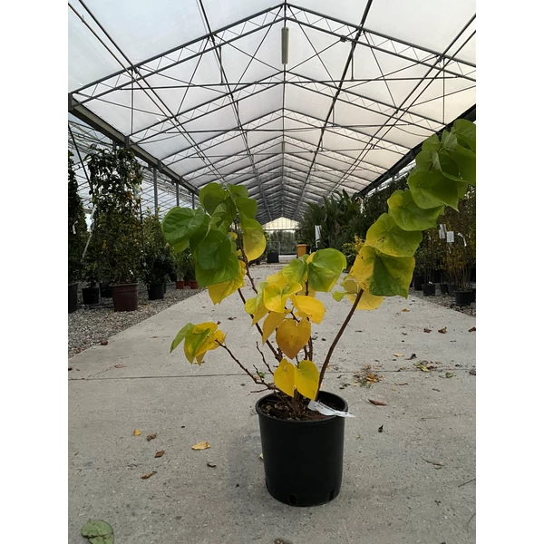 Kínai júdásfa   CERCIS CHINENSIS AVONDALE 40/60 K7