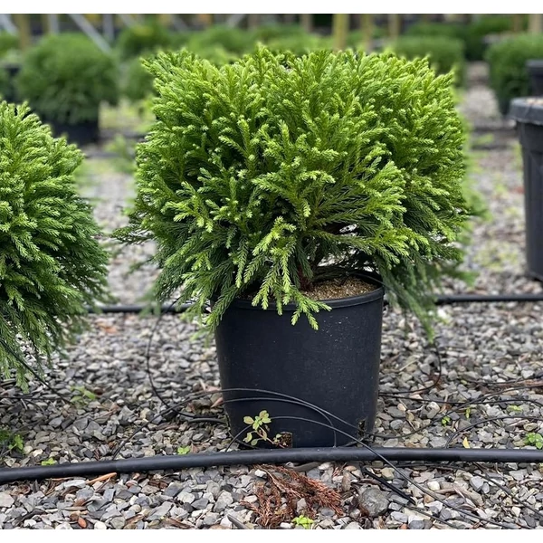 Törpe japán szugifenyő  CRYPTOMERIA JAPONICA GLOBOSA NANA 40/50 K15