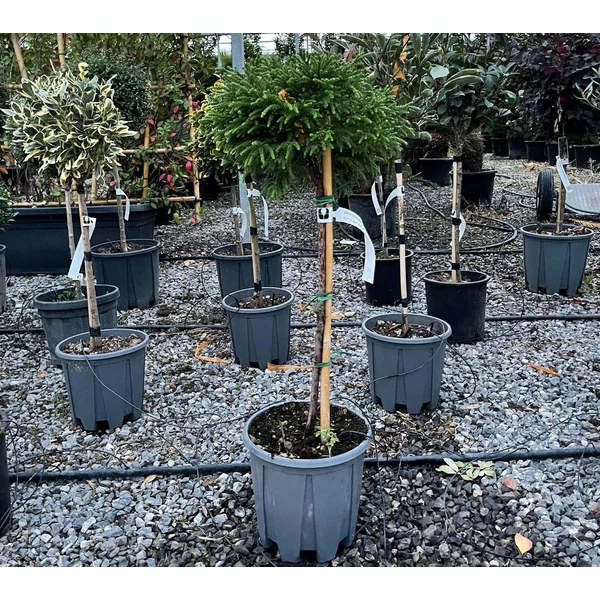 Törpe japán szugifenyő  CRYPTOMERIA JAPONICA LITTLE CHAMPION T1/4 30/40 K10