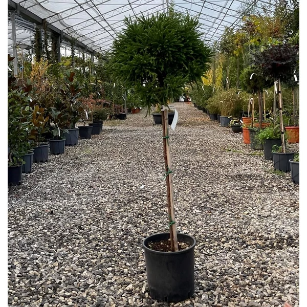 Törpe japán szugifenyő  CRYPTOMERIA JAPONICA LITTLE CHAMPION T1/2 30/40 K10
