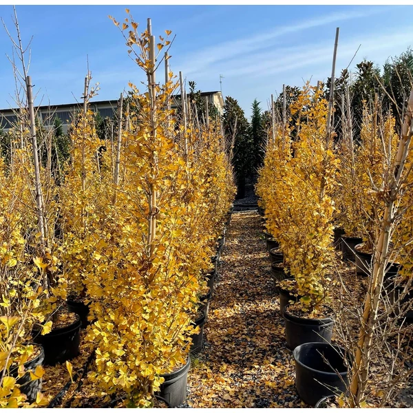 Páfrányfenyő    GINKGO BILOBA FASTIGIATA BLAGON 200/250 K50