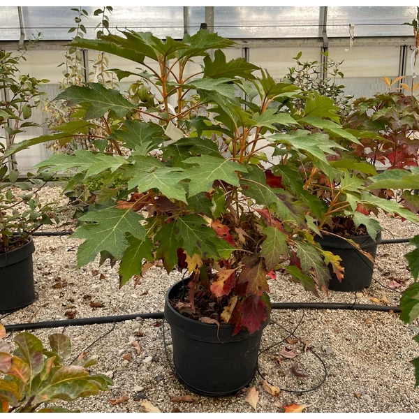 Tölgylevelű hortenzia   HYDRANGEA QUERCIFOLIA ICE CRYSTAL 40/60 K7