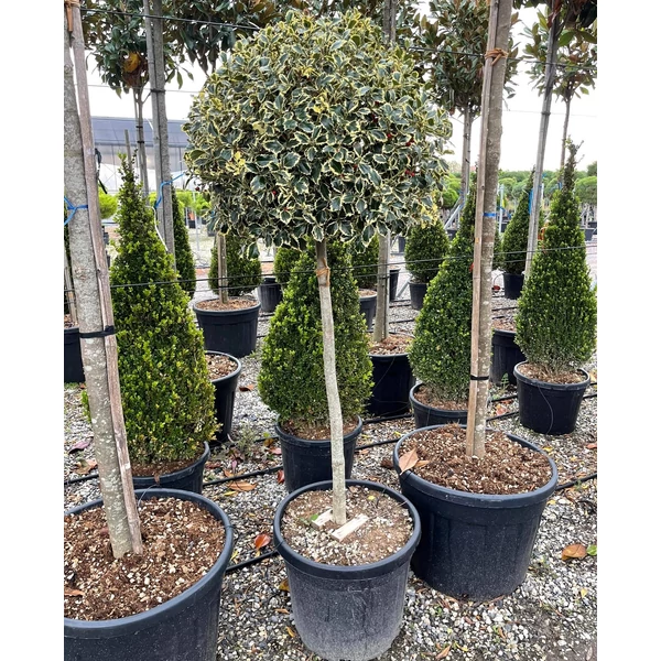 Közönséges magyal   ILEX AQUIFOLIUM ARGENTEOMARGINATA T1/2 60/70 K55