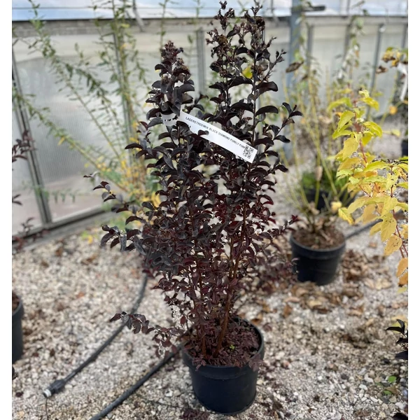 Kínai selyemmirtusz   LAGERSTROEMIA BLACK DIAMOND MYSTIC MAGENTA K8