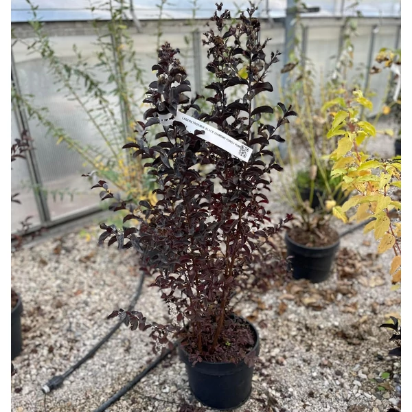 Kínai selyemmirtusz   LAGERSTROEMIA BLACK DIAMOND PURELY PURPLE K8