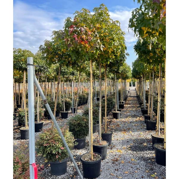 Amerikai ámbrafa   LIQUIDAMBAR STYRACIFLUA GUM BALL T200 10/12 K30