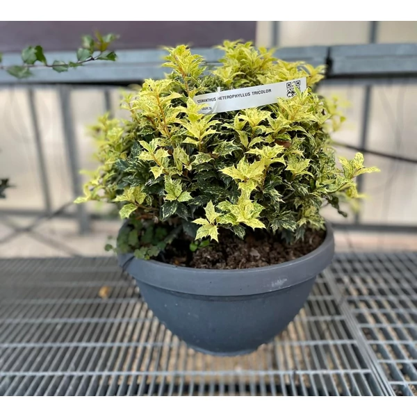Felemáslevelű illatcserje   OSMANTHUS HETEROPHYLLUS TRICOLOR GÖMB BONSAI TÁLBAN CS35