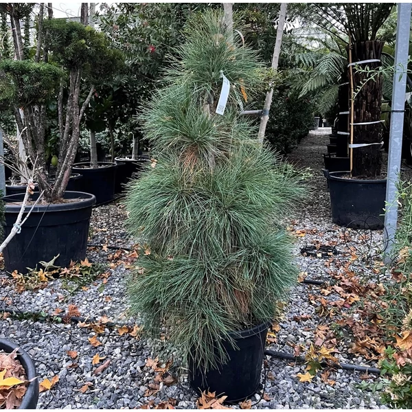 Himalájai selyemfenyő   PINUS WALLICHIANA 80/100 K30