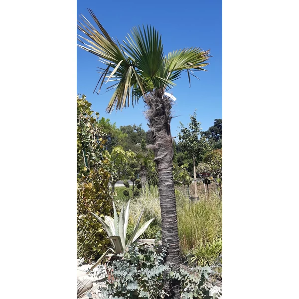 Kínai kenderpálma  CHAMAEROPS EXCELSA TISZTÍTOTT TÖRZS T160/180 250/300 K180-230