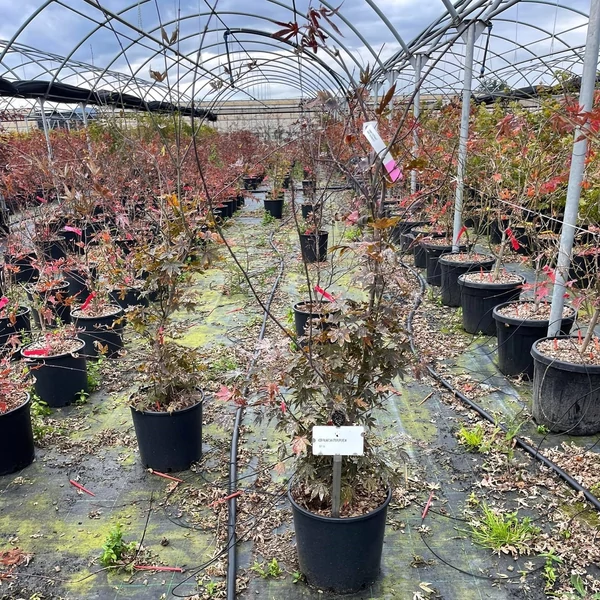 Japán juhar   ACER PALMATUM ATROPURPUREUM 125/150 K15