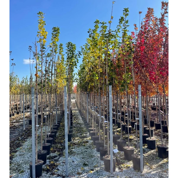 Korai juhar   ACER PLATANOIDES CLEVELAND T200 8/10 K18