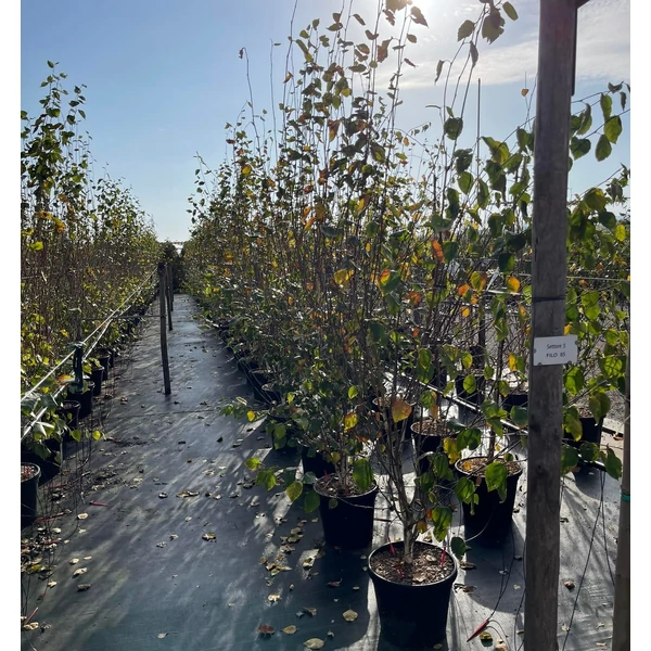 Himalájai nyír   BETULA UTILIS JACQUEMONTII 200/250 K30