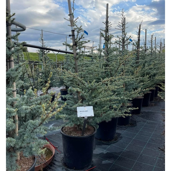 Atlasz cédrus   CEDRUS ATLANTICA SILBERSPITZ 100/125 K18