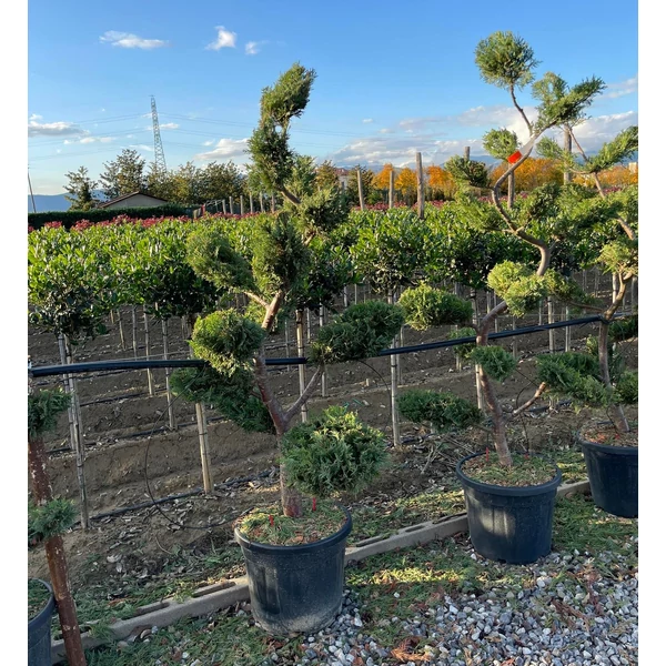 Leyland ciprus   CUPRESSOCYPARIS LEYLANDII BONSAI K35