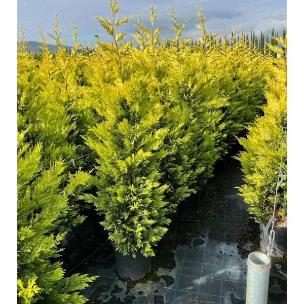 Arany lombú leyland ciprus CUPRESSOCYPARIS LEYLANDII GOLD RIDER 150/175 K18