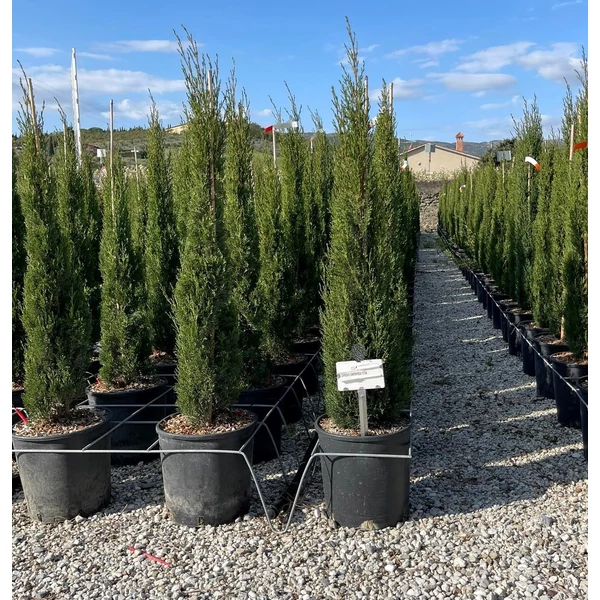 Európai ciprus   CUPRESSUS SEMPERVIRENS TOTEM 100/125 K12