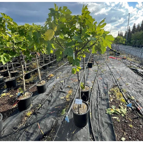 Rouge de Bordeaux füge Ficus carica