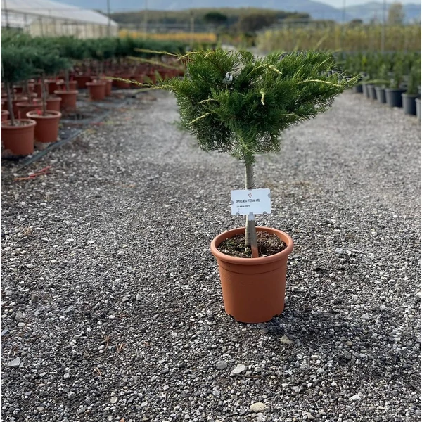 Terülő boróka   JUNIPERUS MEDIA PFITZERIANA AUREA T1/4 K9