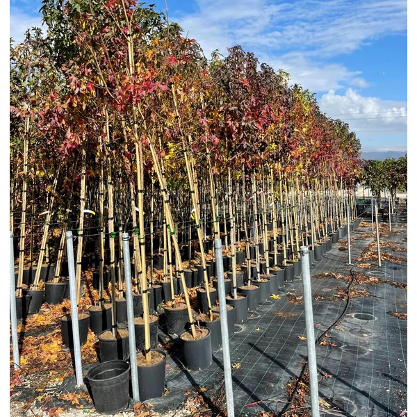 Amerikai ámbrafa   LIQUIDAMBAR STYRACIFLUA T200 6/8 K18