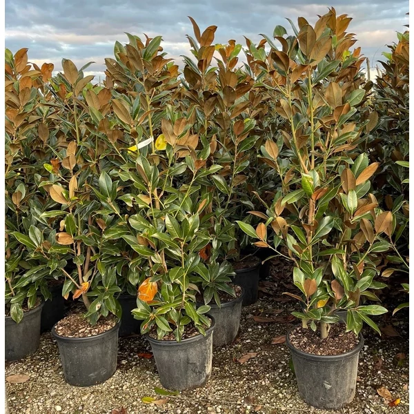 Örökzöld liliomfa   MAGNOLIA GRANDIFLORA GALLISONIENSIS 125/150 K30