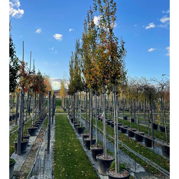 Oszlopos perzsafa   PARROTIA PERSICA VANESSA T200 12/14 K55