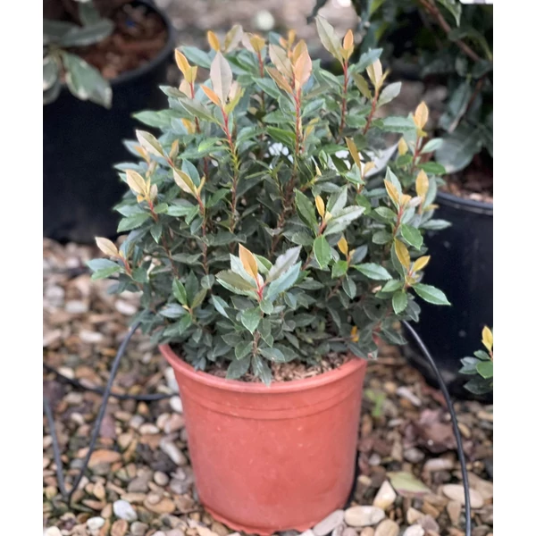 Örökzöld korallberkenye   PHOTINIA FRASERI CHICO 20/+ K5