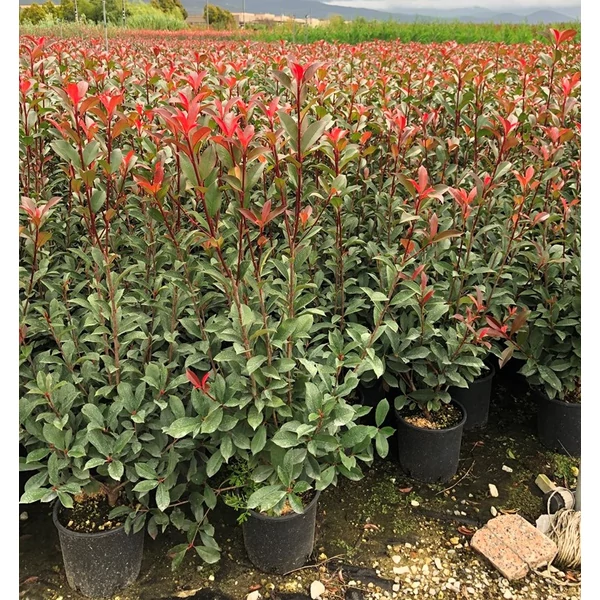 Örökzöld korallberkenye   PHOTINIA FRASERI RED ROBIN 80/100 K10
