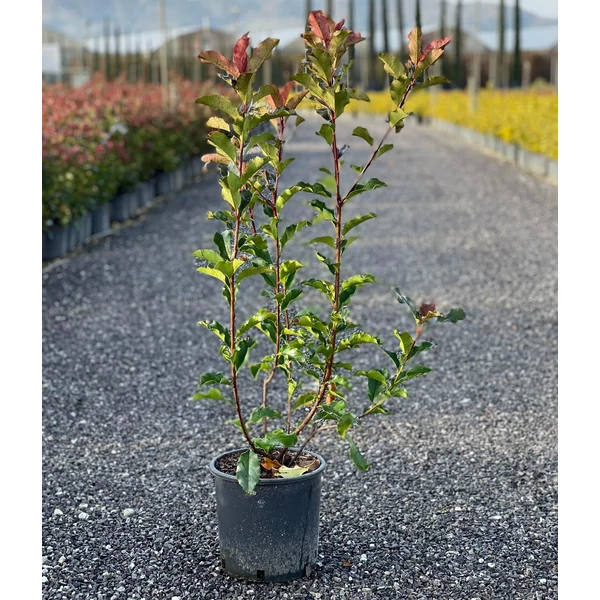 Örökzöld korallberkenye   PHOTINIA FRASERI MAGICAL VOLCANO K5
