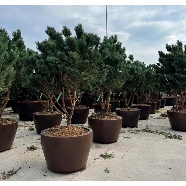 Törpe erdeifenyő   PINUS SYLVESTRIS WATERERI TÖBBTÖRZSES BARNA DEKOR CSERÉP K125 