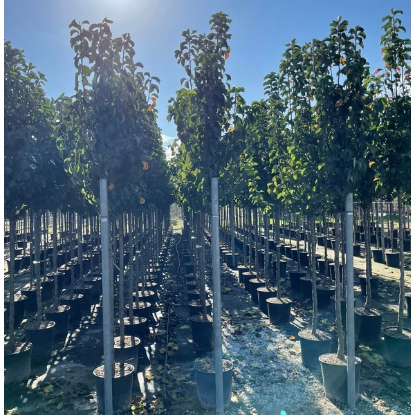Kínai vadkörte   PYRUS CALLERYANA CHANTICLEER T200 10/12 K25