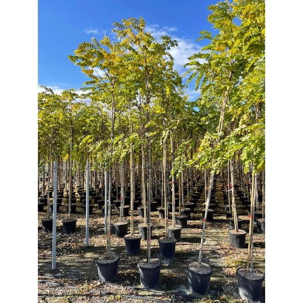 Gömbakác    ROBINIA PSEUDOACACIA CASQUE ROUGE T200 10/12 K30