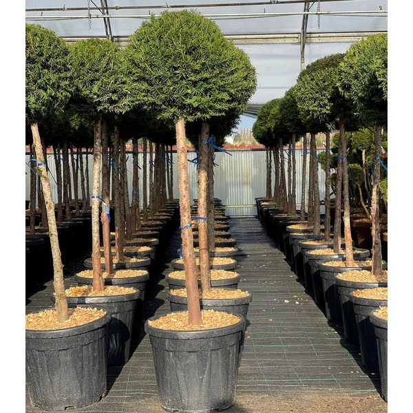 Közönséges tiszafa   TAXUS BACCATA T1/2 K30