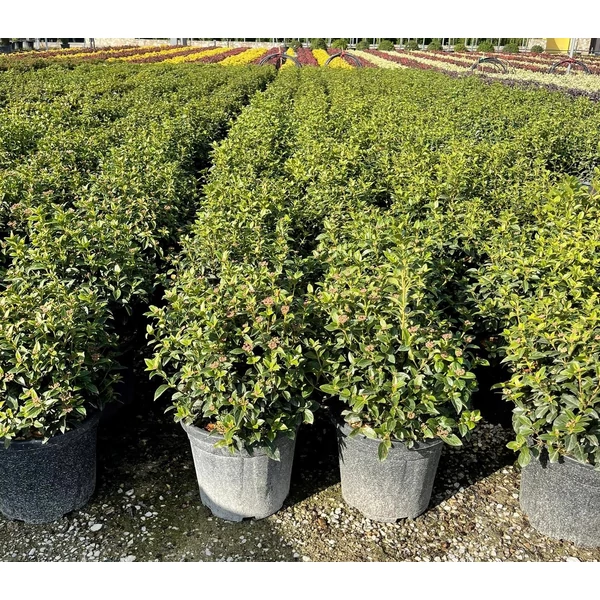 Téli bangita   VIBURNUM TINUS EVE PRICE GÖMB 20/40 K15