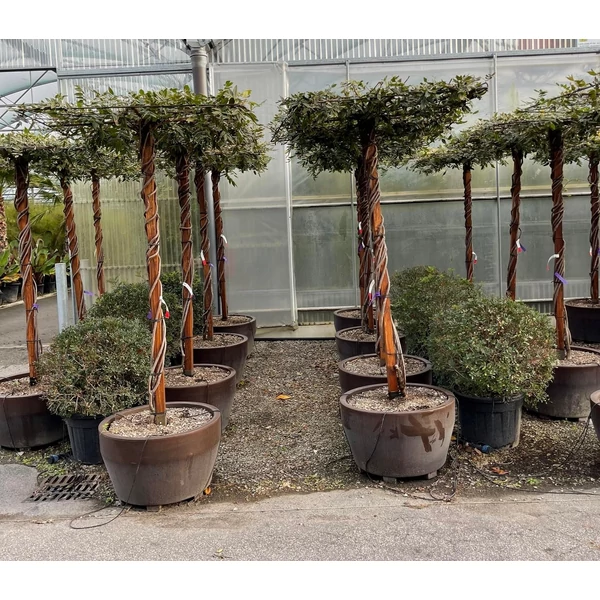 Kínai lilaakác   WISTERIA BRACHYBOTRYS YOKOHAMA FUJI T200 TETŐ FORMA BARNA DEKOR CSERÉP K165