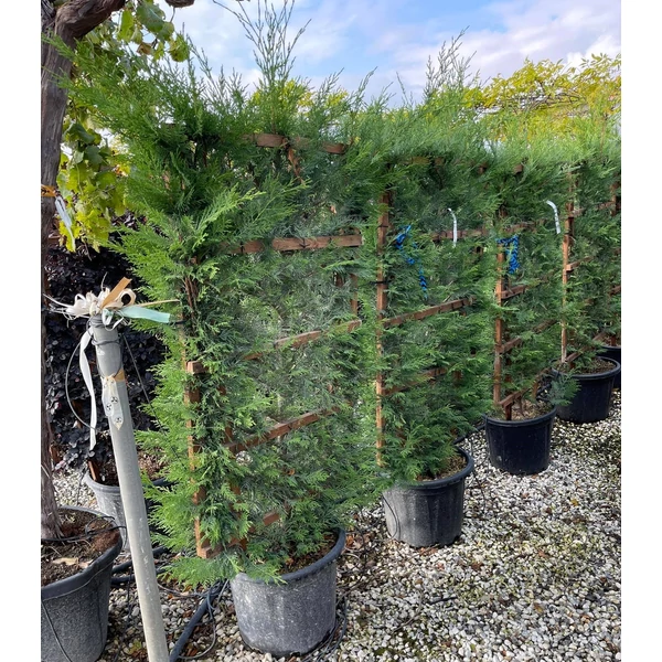 Leyland ciprus   CUPRESSOCYPARIS LEYLANDII FAL 120×70 K30