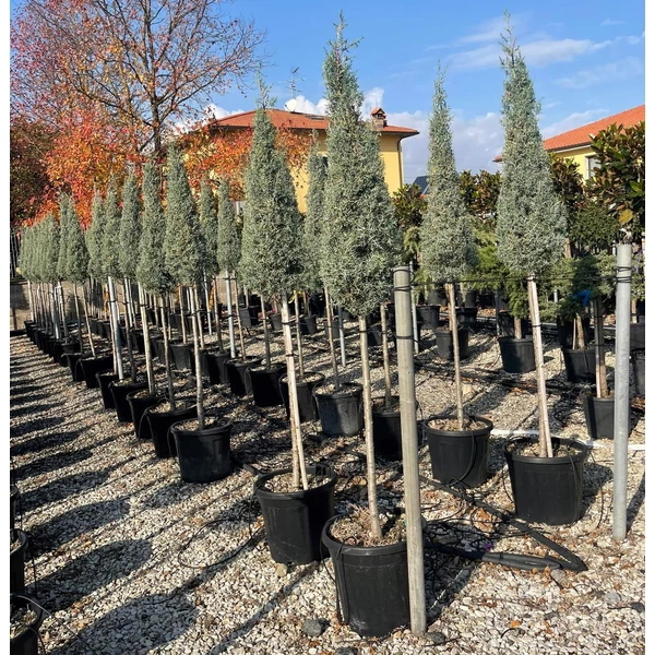 Oszlopos, kék arizóniai ciprus CUPRESSUS ARIZONICA FASTIGIATA T1/2 KÚP K25