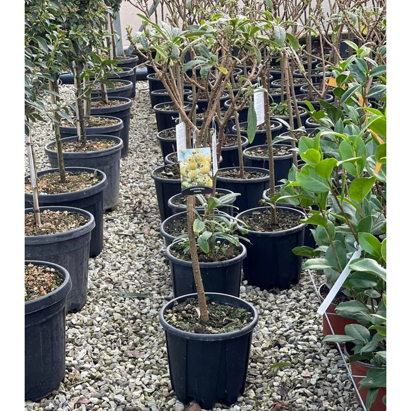 Papírcserje    EDGEWORTHIA CHRYSANTHA T1/4 K9