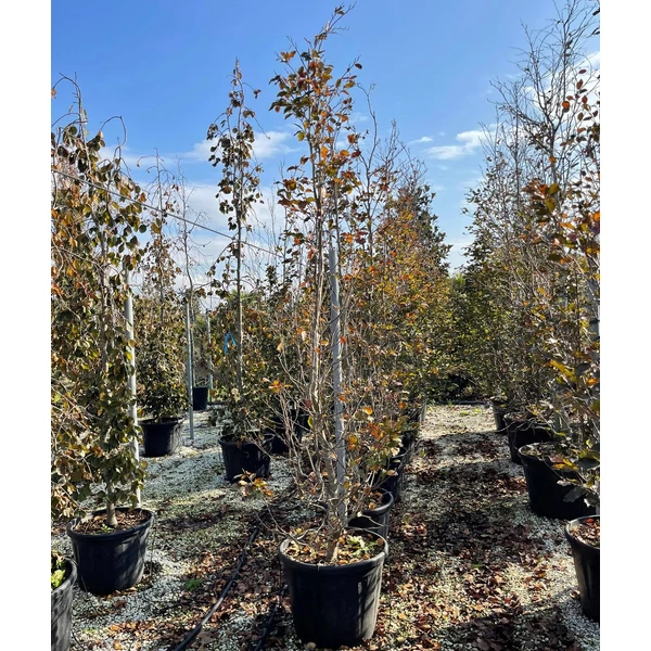 Vérbükk    FAGUS SYLVATICA PURPUREA MAJOR 300/+ K110-130