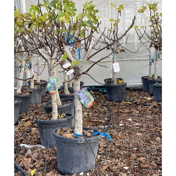 Füge FICUS CARICA T1/4 K40