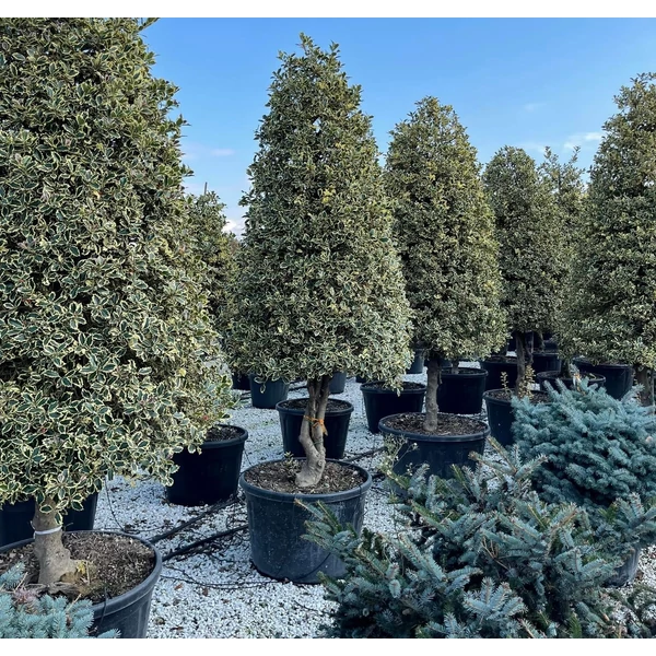 Közönséges magyal   ILEX AQUIFOLIUM ARGENTEOMARGINATA TÖBBTÖRZSES KÚP 250/300 K230